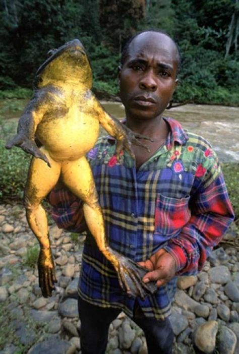 The Goliath Frog (Conraua goliath) of Africa is the world's largest frog. This huge frog is listed as Threatened, but it's population is declining at a rate that could land it on the Endangered list soon. African Frogs, Giant Animals, Big Animals, Frog And Toad, Reptiles And Amphibians, Weird Animals, Large Animals, Animals Of The World, Amphibians