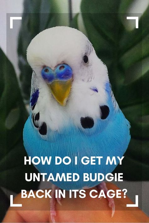 Budgie Cage Ideas, Parakeet Cage Ideas, Diy Budgie Toys, Budgie Cage Setup, Budgie Care, Budgies Parrot, Zebra Finches, Budgie Cage, Budgie Bird