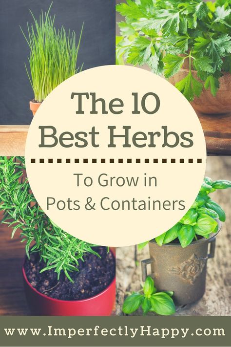 The 10 herbs that grow the best in pots and containers. Both medicinal herbs and culinary herbs for your home. Easiest Herbs To Grow, Patio Herb Garden, Gemüseanbau In Kübeln, Best Herbs To Grow, Easy Herbs To Grow, Herbs To Grow, Container Herb Garden, Herb Containers, Types Of Herbs