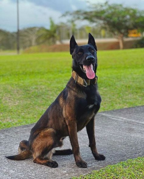 Belgian Malinois Full Grown, Mahogany Belgian Malinois, Belgian Malinois Mahogany, Berger Malinois, Dog Types, Belgium Malinois, Dog Breeds Pictures, Belgian Malinois Dog, Cute German Shepherd Puppies