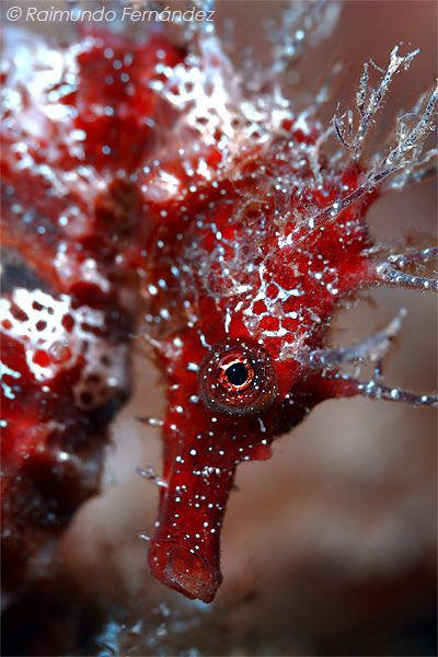 Beautiful Sea Creatures Ocean Life, Red Seahorse, Ocean Life Photography, Leafy Sea Dragon, Sea Dragons, Creature Marine, Photo Animaliere, Sea Horses, Salt Water Fish