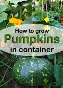 Growing Pumpkins From Seeds In Containers, Grow Pumpkins In Containers, Growing Pumpkins In Pots, Planting Pumpkins In Pots, How To Grow Pumpkins Vertically, Growing Pumpkins In Containers, Pumpkins In Pots, Pumpkins In Containers, Victory Garden Plans