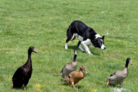 Collie Photography, Puppy Games, Chicken Coups, Duck Dog, Aussie Girl, K9 Training, Dog Sports, Dog Aesthetic, Easiest Dogs To Train