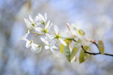 White Flowering Plants, Persian Silk Tree, Garden Kneeler, Citrus Trees, Ground Cover Plants, Potted Trees, Clay Soil, Hardy Perennials, Propagating Plants