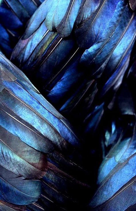 Beautiful Iridescent Blue Feathers Ravenclaw Aesthetic, L Wallpaper, Behind Blue Eyes, Slytherin Aesthetic, Ravenclaw, Color Textures, Blue Aesthetic, Color Inspiration, Shades Of Blue