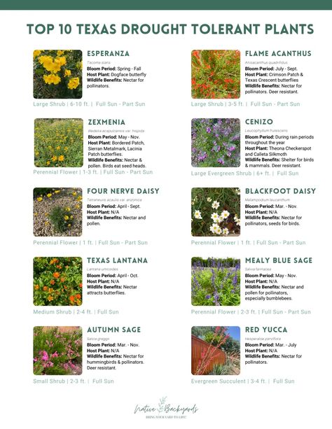 Texas Drought-Tolerant Plants (1).pdf Drought Tolerant Landscape Texas, Texas Full Sun Landscaping, Central Texas Native Plants, Butterfly Garden Texas, West Texas Landscape Ideas, Best Plants For Texas Weather, Texas Perennial Garden Flower Beds, Texas Plants Landscape, Zone 9 Landscaping Texas