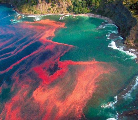 Trichodesmium erythraeum caused blooms in red sea Red Tide, Awesome Nature, Belle Nature, Natural Phenomena, Tahiti, Amazing Nature, Natural Wonders, Nature Beauty, Natural World