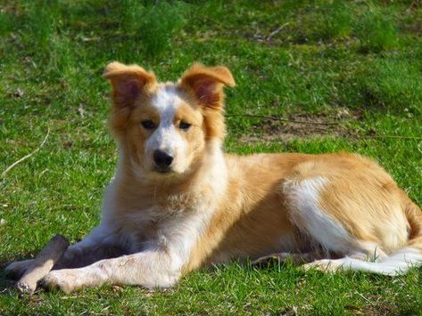 Top 12 Unbelievable Border Collie Mixes breeds (Cross breeds) Border Collie Mix Dogs, Collie Mix Dogs, Golden Retriever Mix Border Collie, Border Collie Golden Retriever, Golden Retriever Mix Puppies, Border Collie Tattoo, Border Collie Mix Puppies, Tattoo Silhouette, Shepherd Mix Dog