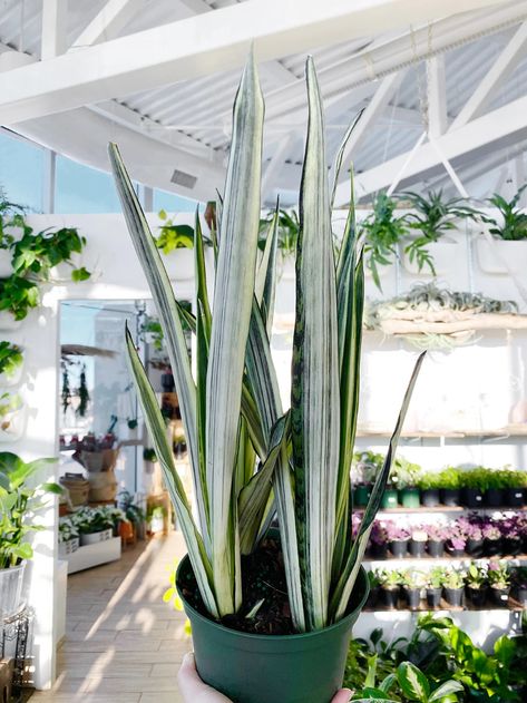 Bantel's Sensation, Snake Plant Care, Sansevieria Plant, Plant Wishlist, Plant Benefits, Snake Plants, Balcony Plants, Fertilizer For Plants, Rose Trees