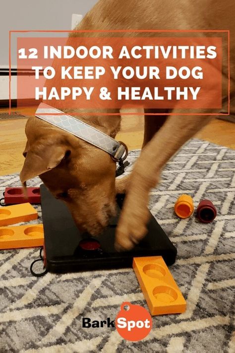 12 Indoor Activities To Keep Your Dog Happy On Rainy Days Big Dog Toys, Train Dog, Cool Dog Houses, Fun Indoor Activities, Durable Dog Toys, Dog House Diy, Best Dog Toys, Dog Things, Dog Games