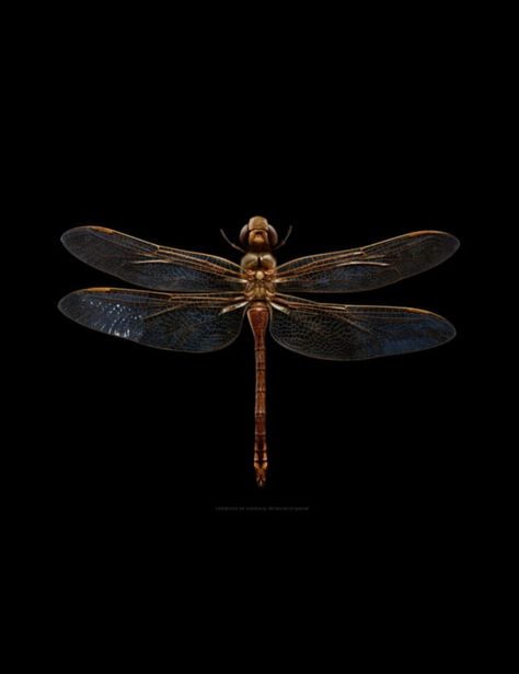 Insect Aesthetic Dark, Nox Aesthetic, Aesthetic Insects, Bug Icon, Steampunk Dragonfly, Black Insects, Dragonfly Wallpaper, Green Bug, Dramatic Photos