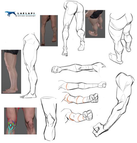 Tb Choi Anatomy, Posing Drawing, Muscle Morph, Tb Choi, Arm Anatomy, Leg Anatomy, Anatomy Studies, 3d Anatomy, Drawing Legs