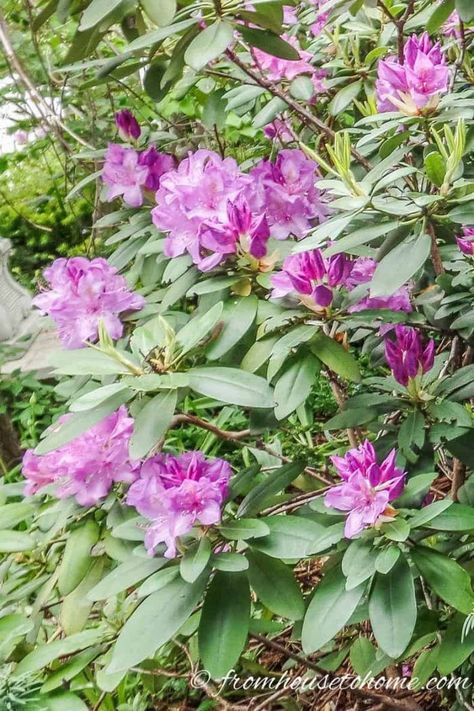 Rhododendrons are one of the prettiest bushes to grow in your shade garden. And whether you are looking for plants that are easy to grow, have the most fragrance or the best blooms, this list of different varieties makes choosing them for your landscape so much easier.  #fromhousetohome  #rhododendron #shadelovingshrubs #shadeplants #spring  #shadegarden Rhododendron Varieties, Shade Flowers Perennial, Cold Weather Plants, Shade Loving Shrubs, Regrow Vegetables, Evergreen Bush, Azalea Flower, House To Home, Perennial Shrubs