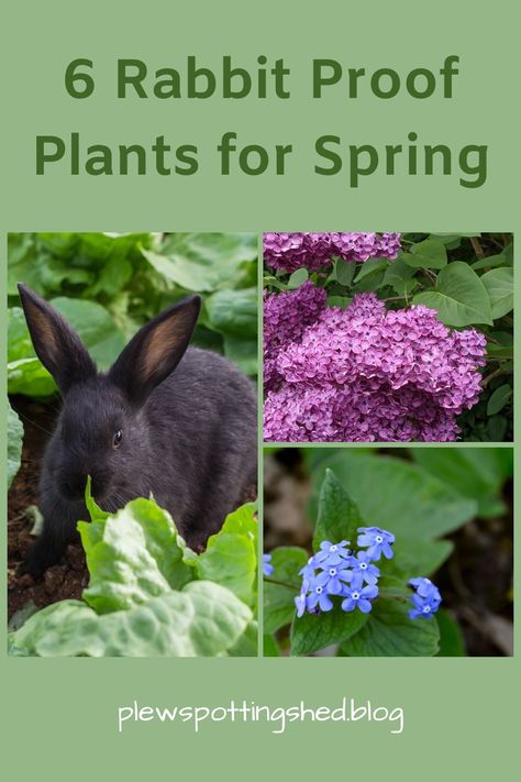 Campanula Plant, Keeping Rabbits, Film Alice In Wonderland, Rabbit Resistant Plants, Cottage Garden Borders, Fall Flowers Garden, Spring Gardens, Shade Loving Perennials, Planting Design