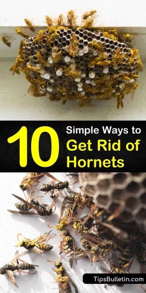 Learn how to get-rid-of-hornets and a wasp nest before they become a bigger problem in late summer. Prevent an infestation and get rid of wasps and bald faced hornets safely by wearing protective clothing and applying insecticide. #hornets #getridofhornets #hornetremoval How To Get Rid Of Hornets Outside, Repel Wasps And Hornets, Diy Hornets Nest, How To Get Rid Of Wasps Nest, Get Rid Of Wasps Outside, Hornet Repellent, Natural Wasp Repellent, Wasps And Hornets, Hornet Trap