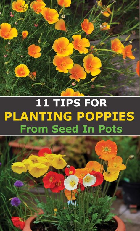 Planting Poppy Seeds, Growing Poppies, Planting Poppies, Decorations Items, Designing A Garden, Garden From Scratch, Papaver Somniferum, Poppy Garden, Garden Catalogs