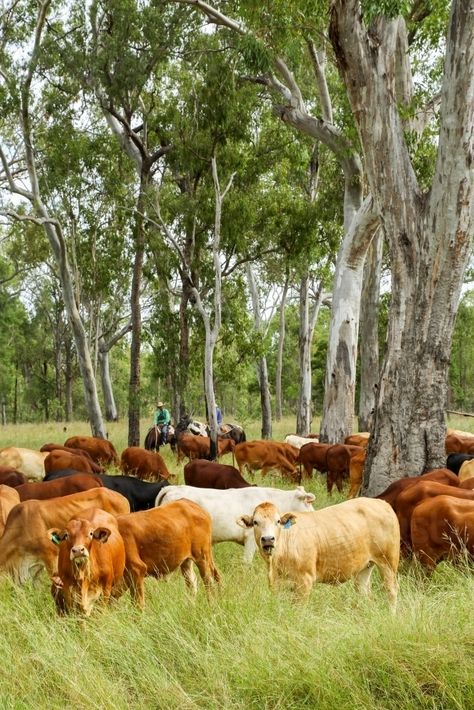 Cattle Grazing, Country Backgrounds, Home Wine Cellars, Future Farms, Better Body, Cattle Ranching, Cattle Farming, Dream Barn, Linoleic Acid