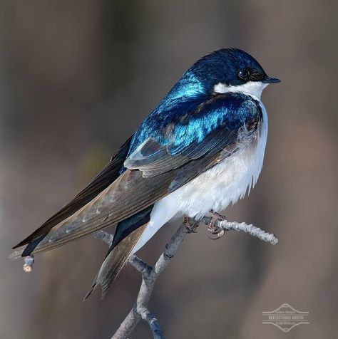 little bird. Vogel Gif, Tree Swallow, Bird Sitting, Airbrush Art, Bird Pictures, Pretty Birds, Bird Photo, Colorful Birds, Little Birds