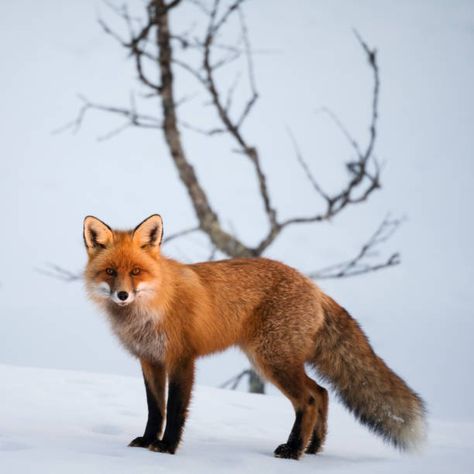 Fox Eye Lash Extensions, Red Fox Pictures, Australian Mammals, Creature Reference, Rustic Fox, Clever Animals, Animals Aesthetic, Fox Photos, Vulpes Vulpes