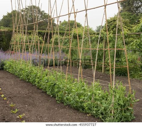 Pea Trellis, Sweet Pea Plant, Growing Sweet Peas, Growing Peas, Garden Obelisk, Allotment Gardening, Sweet Pea Flowers, Pea Flower, Cut Flower Garden