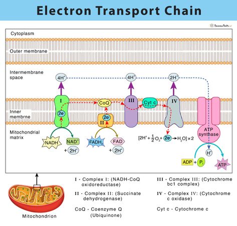 Biochemistry Notes Proteins, Biochemistry Notes Vitamins, Active Transport Biology Notes, Cellular Transport Notes, Electron Transport Chain Notes, Med School Study, Biochemistry Notes, Electron Transport Chain, Electron Transport Chain Diagram