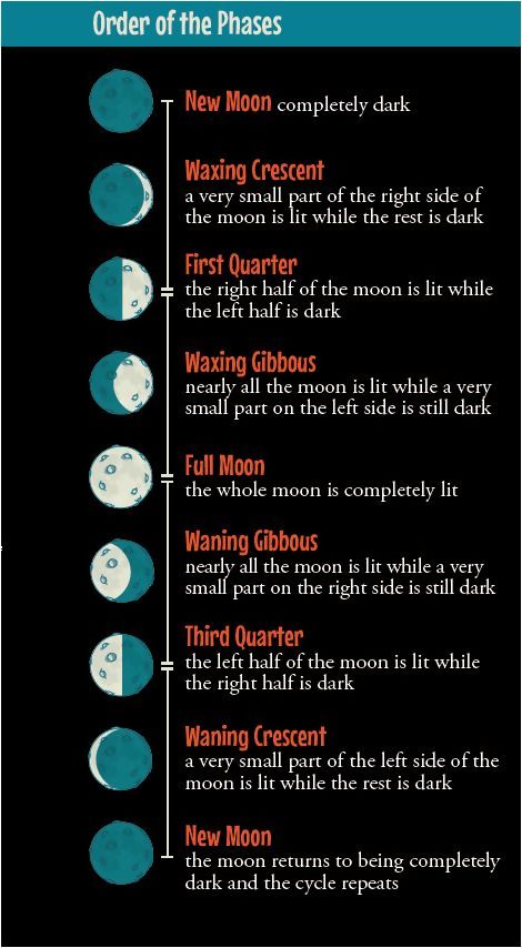 Moon Projects, The Phases Of The Moon, 4th Grade Science, 6th Grade Science, 5th Grade Science, Earth And Space Science, Lunar Phase, Phases Of The Moon, Homeschool Science