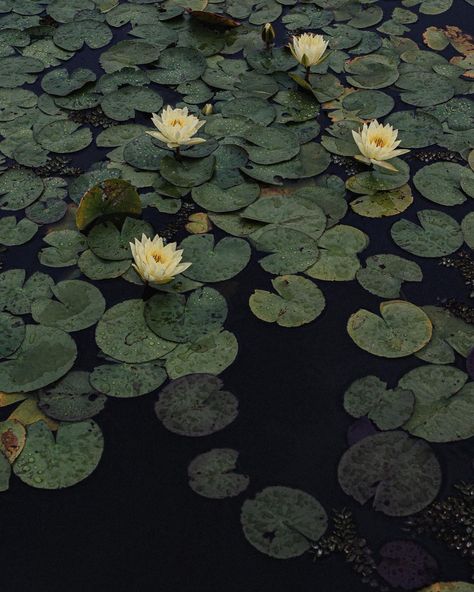 each pond with its blazing lilies is a prayer heard and answered lavishly, every morning, whether or not you have ever dared to be happy, whether or not you have ever dared to pray. -from “Morning Poem,” Dream Work Bohemia Photos, Morning Poem, Water Lily Pond, Lily Pond, Zen Art, Water Lily, Water Lilies, Storytelling, Lily