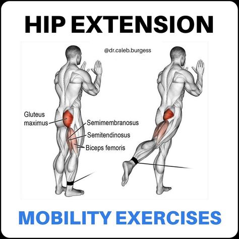 Dr. Caleb Burgess DPT OCS CSCS on Instagram: “💥Hip Extension💥 - 🎯 Hip extension describes the movement where your thigh moves backward, which is important during activities such as…” Hip Extension Exercise, Core Exercises For Women, Hip Extension, Swimming Benefits, Hip Exercises, Sciatica Exercises, Back Stretches For Pain, Hip Flexor Stretch, Neck Pain Relief