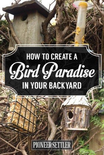 Backyard Birds Sanctuary, Bird Paradise, Bird Feeding Station, Bird Houses Ideas Diy, Diy Bird Bath, Bird House Kits, Bird Aviary, Diy Bird Feeder, Bird Baths