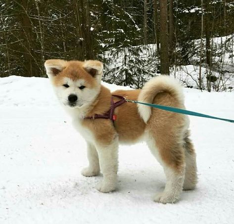 12+ of the Cutest Japanese Akita Puppy Pics Ever – Page 2 – The Paws Akita Inu Puppy, Akita Puppy, Japanese Akita, Akita Puppies, Japanese Dogs, Akita Dog, Labrador Retriever Puppies, Puppy Photos, White Dog