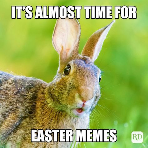 A 9 pieces jigsaw puzzle from Jigidi Memes For Kids, Easter Memes, Easter Puns, Easter Movies, Easter Jokes, Happy Easter Funny, Funny Easter Bunny, Love Puns, Humor Inappropriate