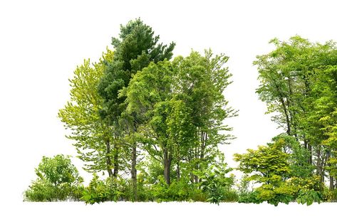 Green trees isolated on white background. Forest and foliage in summer. Row of trees and shrubs. Row Of Trees, Background Forest, Photoshop Landscape, Frames Design Graphic, Entrance Gates Design, Photoshop Images, Landscape Background, Photoshop Textures, Landscape Trees