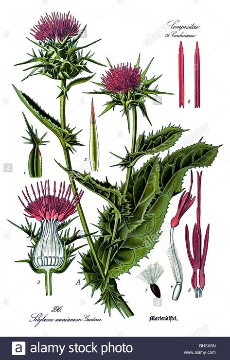 Thistle Plant, Blessed Thistle, Herbal Plants, Thistle Flower, Healing Plants, Plant Images, Milk Thistle, Wild Plants, Color Studies