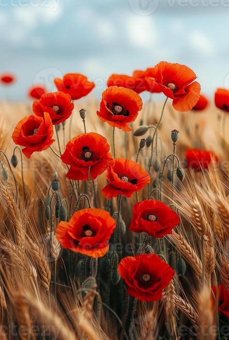 Red Poppies in Wheat Field. Bright red poppy flowers bloom in a golden wheat field Poppy Field Photography, Flower Field Photography, Golden Wheat Field, Poppies Flower, Flowers Poppies, Red Poppy Flower, Golden Wheat, Poppy Art, Wheat Field