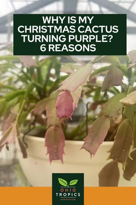 Are you wondering why your Christmas Cactus is turning purple? There are actually many reasons why holiday cacti (including Christmas cacti and thanksgiving cacti) turn purple. The good part is that it can be reversed in many cases, and isn’t always cause for severe alarm. In this post, we'll explore the six most common reasons why Christmas cactuses turn purple Cactus Propagation, Christmas Cacti, Christmas Cactus Propagation, Christmas Cactus Care, Cactus Leaves, Christmas Cactus Plant, Easter Cactus, Thanksgiving Cactus, Holiday Cactus