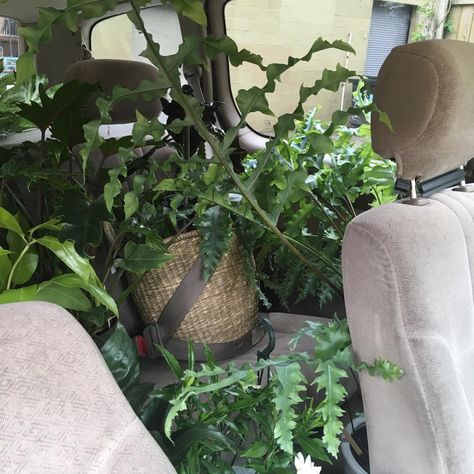 Traveling with Houseplants: A Guide to Moving Plants by Car, Plane and — Pistils Nursery How To Move Plants When Moving, Moving With Plants, Plants In Car, Car Plants, Moving Plants, Safe Car, Car Conversion, Ellie Mae, Plant Window