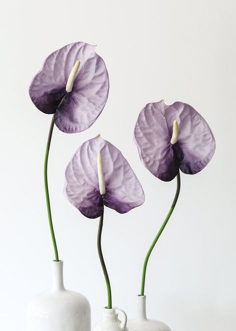 Purple Anthurium, Singular Flower, Flori Fondant, Lavender Design, Lavender Cream, Anthurium Plant, Anthurium Flower, Tropical Beauty, Flower Stem