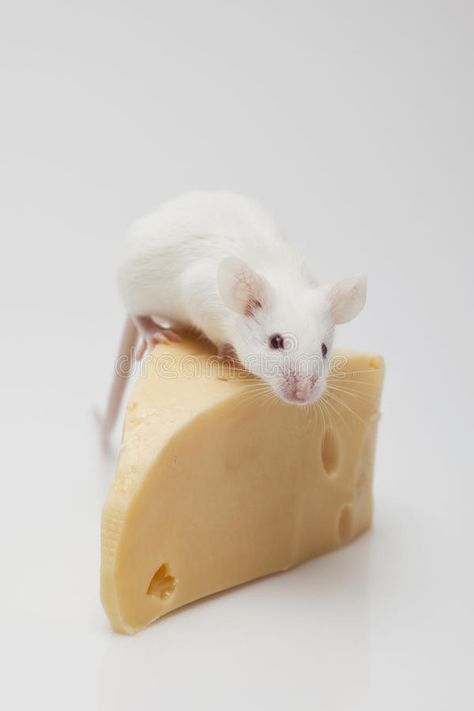 Mouse and cheese. White mouse climbing on a piece of cheese #Sponsored , #SPONSORED, #Affiliate, #cheese, #piece, #climbing, #Mouse Mouse Climbing, Cheese Image, Mouse With Cheese, Mouse And Cheese, Fancy Cheese, Cheese Packaging, White Mouse, Stock Images Free, Climbing