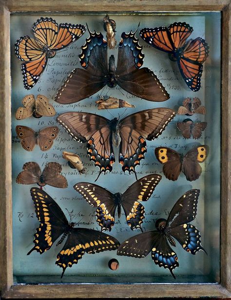 Une passion pour la nature - Diaporama - NYTimes.com Moth Collection, Vulture Culture, Cabinet Of Curiosities, Arte Inspo, Rembrandt, Beetles, Displaying Collections, Science And Nature, Taxidermy