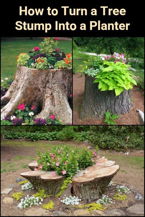 Removing tree stumps can be a very difficult task. If it's not necessary to get rid of them in your area, why not turn them into planters instead? You can put any plant or flower that you wish. Some people even make fairy gardens with their tree stumps! No matter which plants you choose, you're sure to have a lovely and unique feature in your yard. :) Garden Ideas With Tree Stumps, Removing Tree Stumps, Tree Stump Decor, Stump Planter, Tree Stump Planter, Log Planter, Tree Stumps, Creative Gardening, Garden Yard Ideas