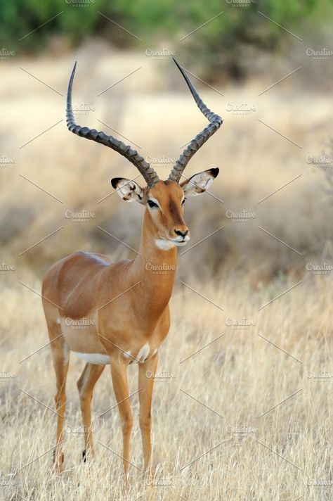 Impala Photos Impala in the National Reserve of Africa, Kenya by byrdyak African Antelope, Africa Wildlife, Jungle Wallpaper, Wildlife Safari, Bow Hunting, African Wildlife, Wildlife Animals, African Animals, African Safari