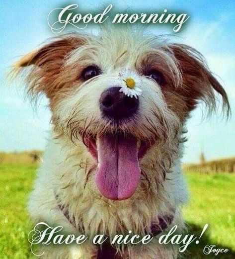 Happy Dog Good Morning Pictures, Photos, and Images for Facebook, Tumblr, Pinterest, and Twitter Good Morning Gif Funny, Good Morning Dog, Funny Good Morning Messages, Good Morning Cat, Good Day Messages, Morning Memes, Slaap Lekker, Cute Good Morning Quotes, Good Morning Image Quotes