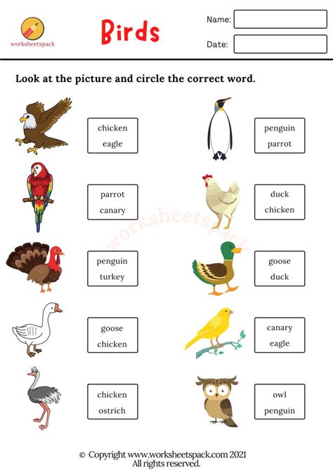 Birds worksheets PDF - Printable and Online Worksheets Pack Bird Worksheets Preschool, Birds Worksheets Kindergarten, Birds Worksheets For Kids, Birds Kindergarten Activities, Bird Worksheet, Culture Worksheet, Birds Name, Diwali For Kids, Bird Nesting Material