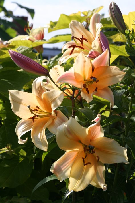 Oriental Lily 'Dreamy Spires' Lily Garden Ideas, Lilly Flower Aesthetic, Garden Ideas Flower Beds, Asian Lily, Lillies Flowers, Flowers Lilly, Asian Lilies, Tree Lily, Wild Lily