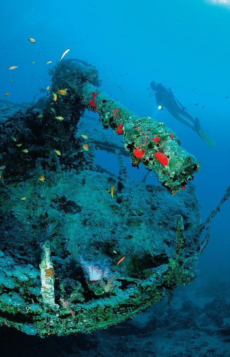 Exploring the Reefs, Corals, Wrecks and Walls of Egypt's Red Sea | Scuba Diving Hard Coral, Coral Reefs, Red Sea, Coral Reef, Scuba Diving, Marine Life, World's Best, Lighthouse, Diving