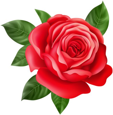 Propose Flower, Rose Transparent Png, Red Rose Png, Rose Flower Png, Botanical Flowers Print, Flower Png Images, Arte Aesthetic, Rose Png, Very Beautiful Flowers