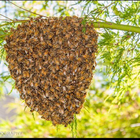 A beautiful swarm of honey bees on my clients Japanese maple 2nd St., East Sonoma. Picture taken five minutes ago Honey Bee Swarm, Bee Swarm, Japanese Maple, Honey Bees, Urban Farming, Bee Keeping, Honey Bee, Helicopter, Honey