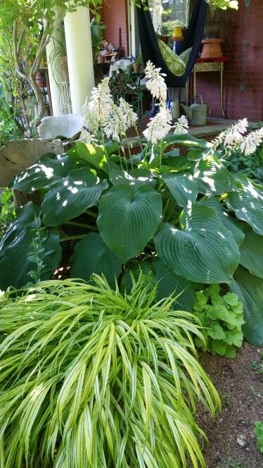 Hosta sieboldiana 'Elegans' Hakonechola & Heuchera Hosta Sieboldiana, Town Garden, Jungle Plants, Tropical Garden Design, Jungle Gardens, Patio Inspiration, Landscape Plans, New Town, Landscaping Plants