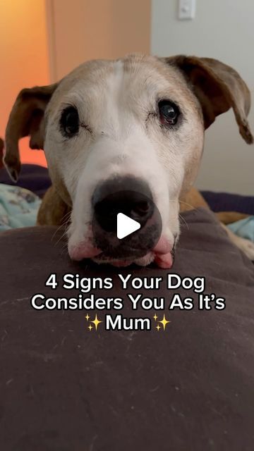 Rescue Dog 🐶 | Pet Content Creator ⭐️ on Instagram: "🐾 4 Signs Your Dog Sees You as Mum! 🐶💖 ➡️ Are you your Dog’s Mom? ✨ Sound credit to @halfhuskybros 🥰 💖 With Mother’s Day coming up next weekend I thought it was time to share this video.  It has been on my to do list for a couple of months now! I finally got around to clipping the images together. 💖 Hope you love it Thanks again friends ❤️ @halfhuskybros  Hope you’ve all had a lovely weekend  ❤️ Amos + Mum SHARE with a dog mom SAVE for smiles . . . #dogmom #dogmum #doglover #rescuedog #dogsofinstagram" Dog Mom Memes Humor, Must Love Dogs, Dog Poems, My To Do List, Puppy Mom, Dog Mommy, Me And My Dog, Dog Mum, Have A Lovely Weekend