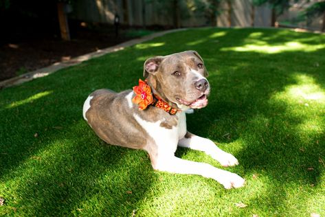 Does Artificial Grass Feel Like Real Grass? | Install-It-Direct Artificial Grass Backyard, Artificial Grass For Dogs, Turf Backyard, Pet Turf, Best Artificial Grass, Artificial Grass Installation, Artificial Lawn, Dog Pee, Artificial Turf